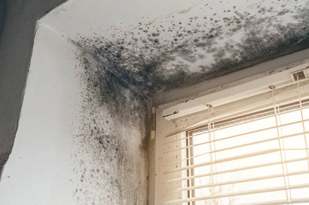 Affordable Attic Mold Remediation solutions in Ridgefield, WA